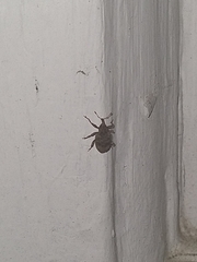 Conotrachelus seniculus