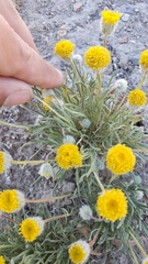 Erigeron aphanactis aphanactis