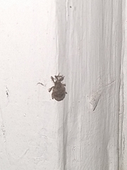 Conotrachelus seniculus