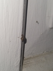 Conotrachelus seniculus