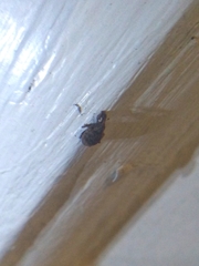 Conotrachelus seniculus