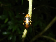 Metaxyonycha chlorospila