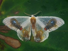 Macrocilix maia