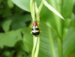 Gynandrobrotica ventricosa