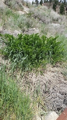 Astragalus cicer
