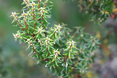 Monotoca empetrifolia