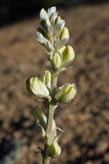 Lupinus peirsonii