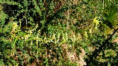 Dioscorea hastifolia