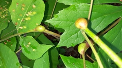 Phylloxera caryaefallax