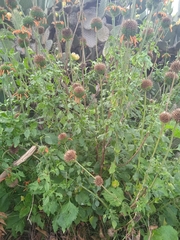 Leonotis nepetifolia