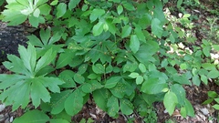 Phylloxera caryaefallax