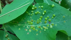 Phylloxera caryaefallax