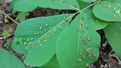 Phylloxera caryaefallax