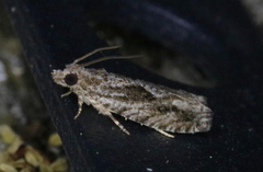 Gretchena delicatana