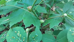 Phylloxera caryaefallax