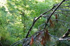 Dryobates pubescens pubescens