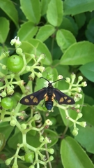 Thyrassia