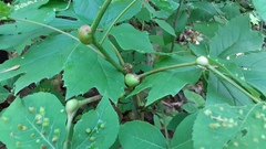 Phylloxera caryaefallax