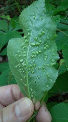 Phylloxera caryaefallax