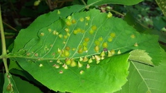 Phylloxera caryaefallax