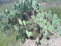 Opuntia