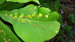 Phylloxera caryaefallax