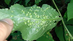 Phylloxera caryaefallax