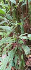Oreocnide