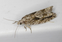 Gretchena delicatana