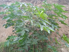 Ricinus communis