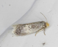Ectoedemia similella