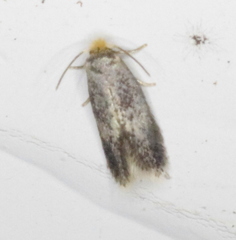 Ectoedemia similella