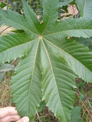 Ricinus communis