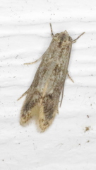 Blastodacna