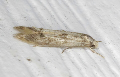 Blastodacna