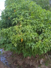 Montanoa tomentosa