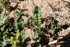 Rorippa subumbellata