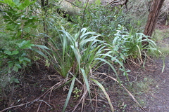 Phormium