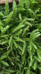 Thamnobryum neckeroides