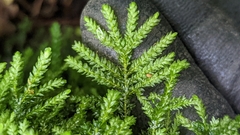 Thamnobryum neckeroides