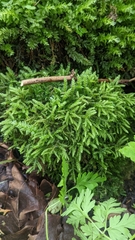 Thamnobryum neckeroides