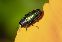 Bilyaxia concinna
