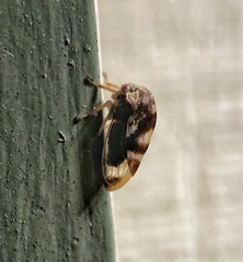 Cyrtolobus vau