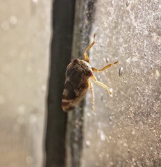 Cyrtolobus vau