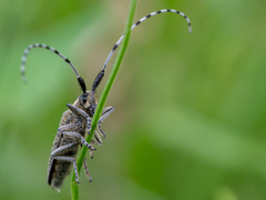 Agapanthia villosoviridescens