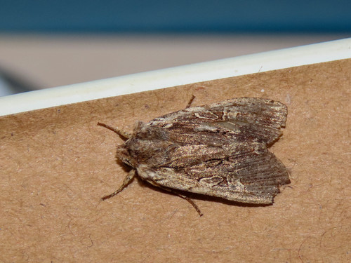 Immigrant Pinion photo 5