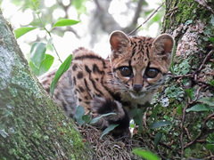Margay photo 5
