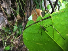 Phaneroptera nigroantennata