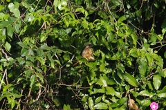 Colius striatus rhodesiae