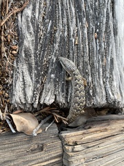 Elgaria multicarinata